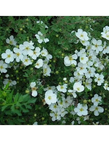 Pięciornik biały Potentilla alba