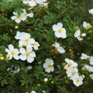 Potentilla alba Pięciornik biały