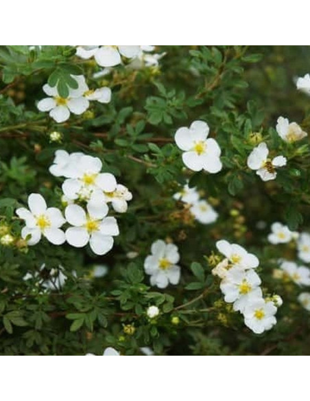 Potentilla alba Pięciornik biały