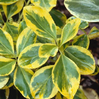 Trzmielina Fortune'a Canadale Gold Euonymus fortunei