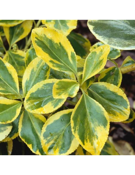 Trzmielina Fortune'a Canadale Gold Euonymus fortunei