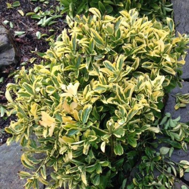Trzmielina Fortune'aEuonymus fortunei Canadale Gold