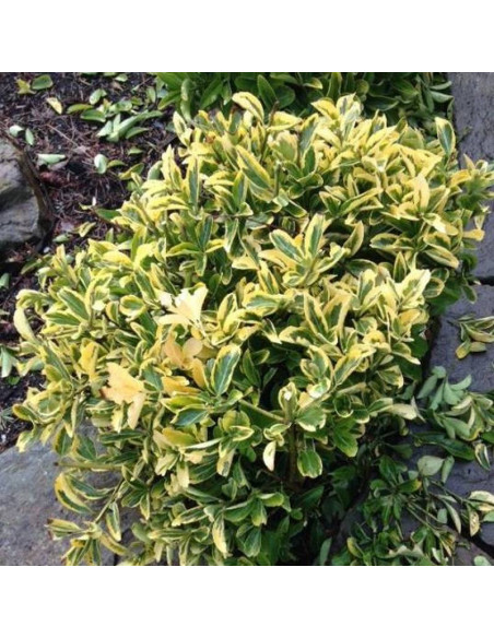 Trzmielina Fortune'aEuonymus fortunei Canadale Gold