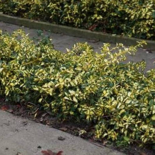 Trzmielina Fortune'a Mickaela Euonymus fortunei 2