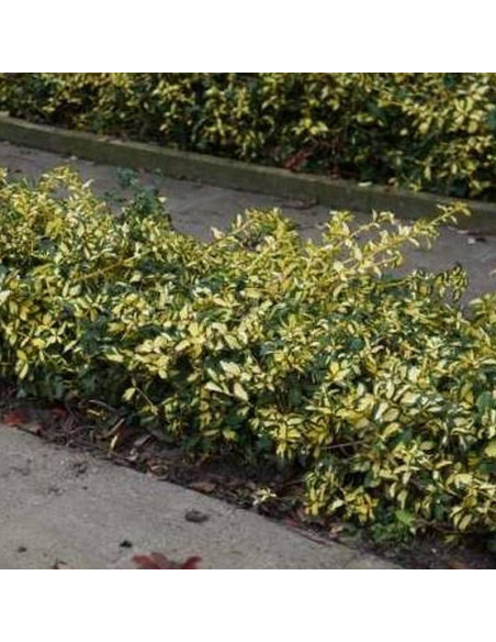 Trzmielina Fortune'a Euonymus fortunei Mickaela