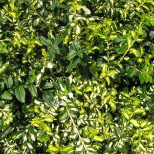 Trzmielina Fortune'a Mickaela Euonymus fortunei