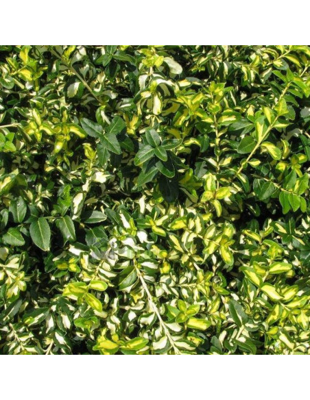 Trzmielina Fortune'a Mickaela Euonymus fortunei