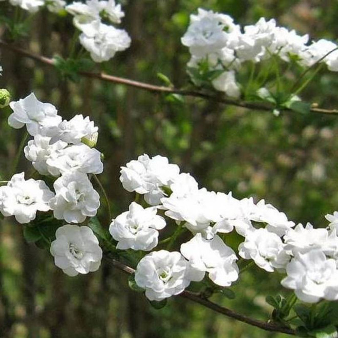 Tawuła śliwolistna Spiraea prunifolia