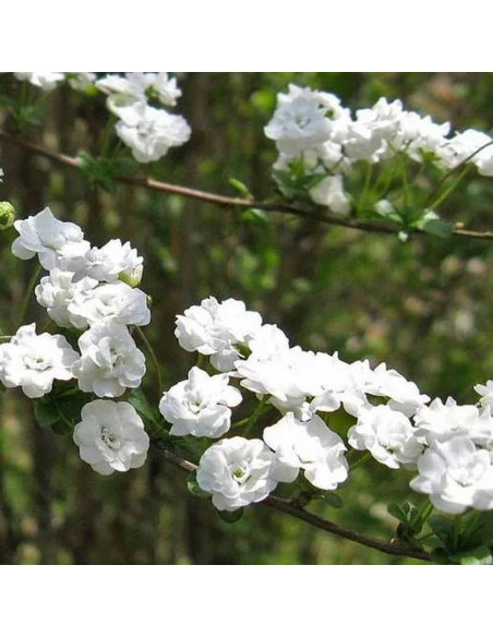 Tawuła śliwolistna Spiraea prunifolia