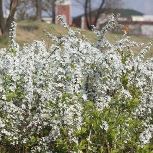 Tawuła śliwolistna Spiraea prunifolia 2