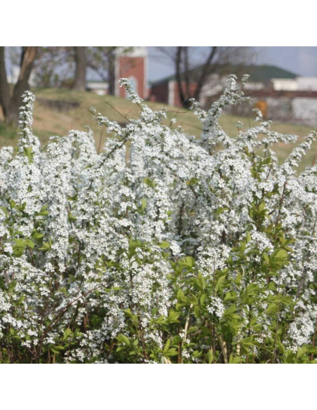 Spiraea prunifolia Tawuła śliwolistna