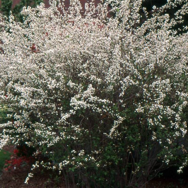 Spiraea prunifolia Tawuła śliwolistna