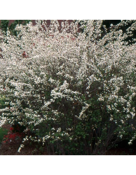 Spiraea prunifolia Tawuła śliwolistna