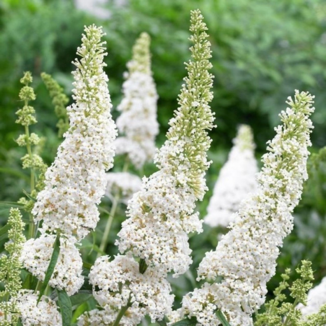 Budleja Davida White Profusion Buddleja davidii