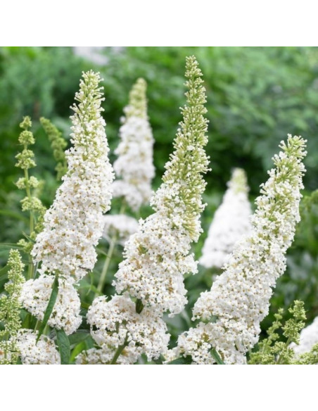 Budleja Davida White Profusion Buddleja davidii