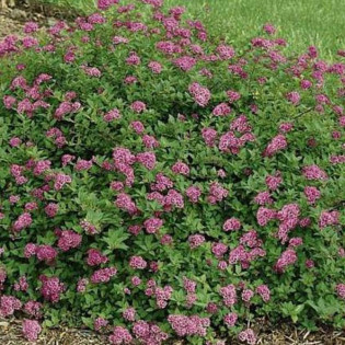Tawuła japońska Nana Spiraea japonica 2