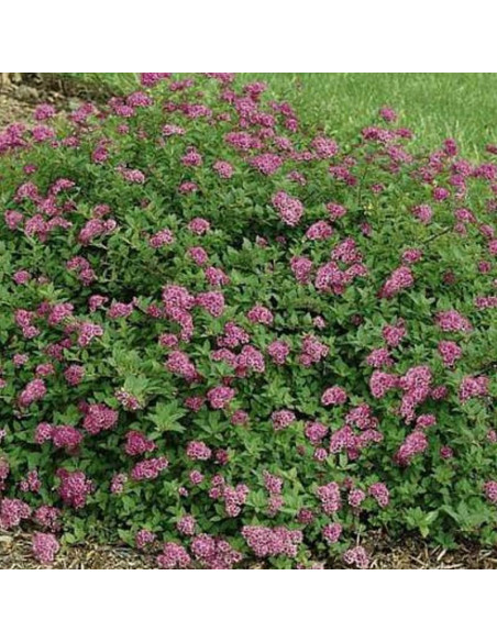 Spiraea japonica Tawuła japońska Nana