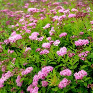 Tawuła japońska Nana Spiraea japonica