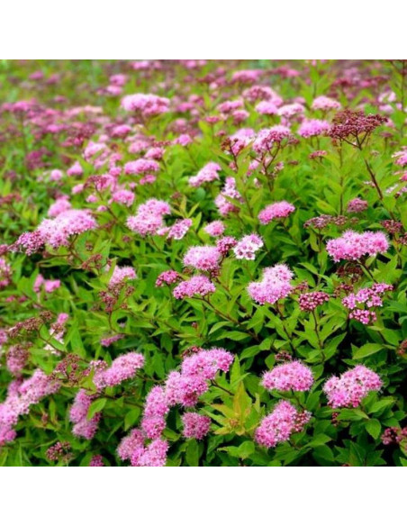 Tawuła japońska Nana Spiraea japonica
