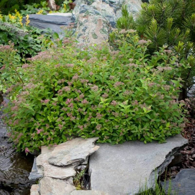 Nana Spiraea japonica Tawuła japońska