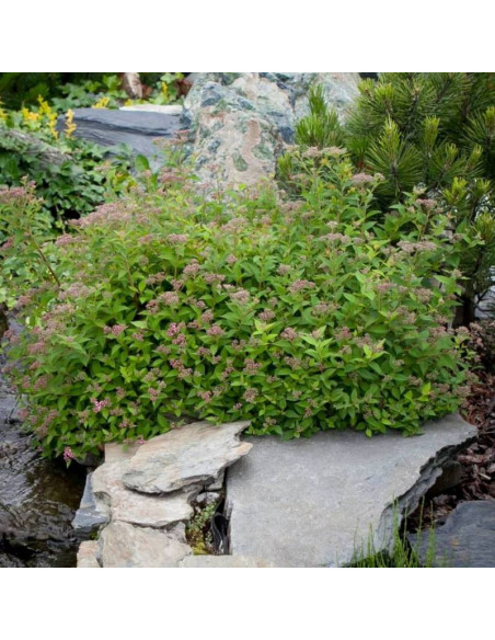 Nana Spiraea japonica Tawuła japońska