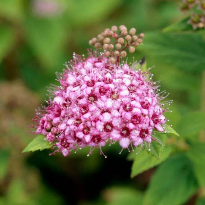 Tawuła japońska Spiraea japonica Nana