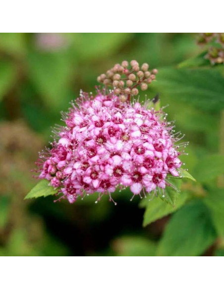 Tawuła japońska Spiraea japonica Nana