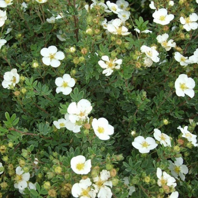 Pięciornik krzewiasty Potentilla fruticosa Abbotswood