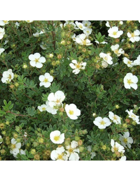 Pięciornik krzewiasty Potentilla fruticosa Abbotswood