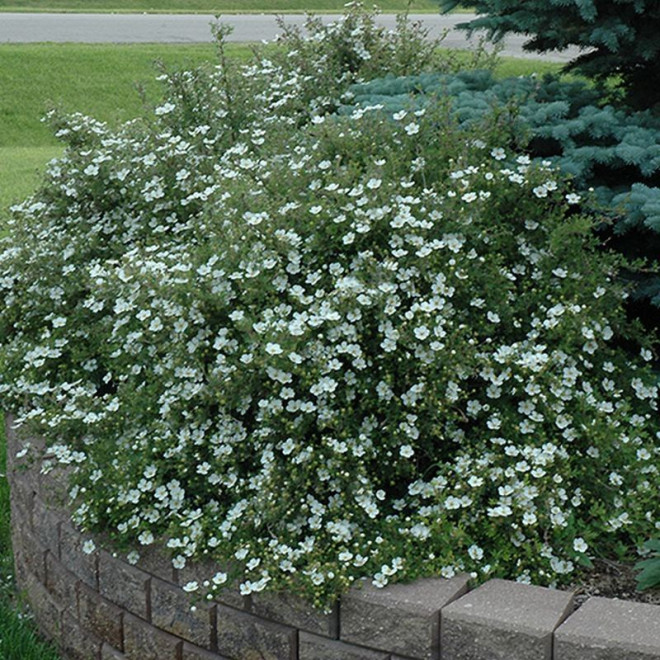 Potentilla fruticosa Pięciornik krzewiasty Abbotswood