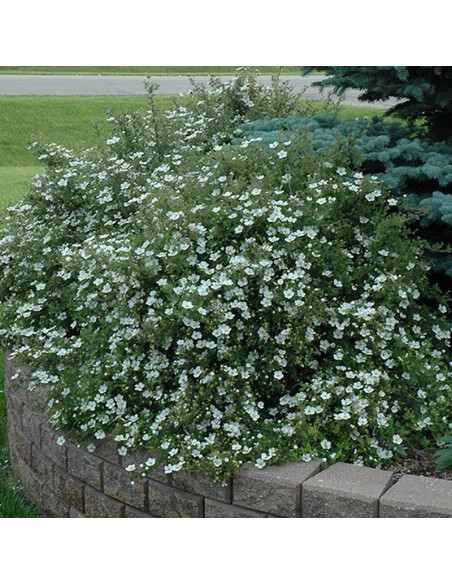 Potentilla fruticosa Pięciornik krzewiasty Abbotswood