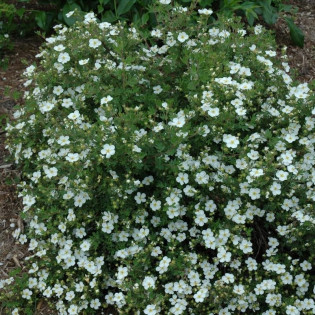 Abbotswood Potentilla fruticosa Pięciornik krzewiasty 2