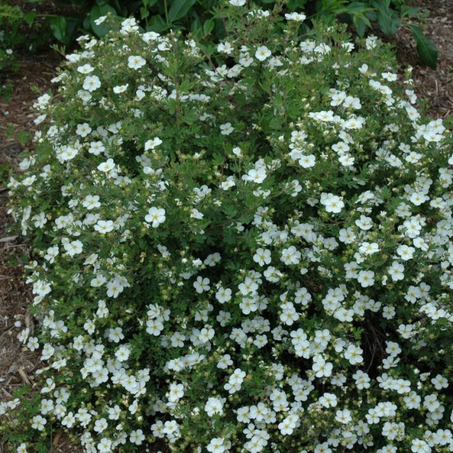 Abbotswood Pięciornik krzewiasty Potentilla fruticosa