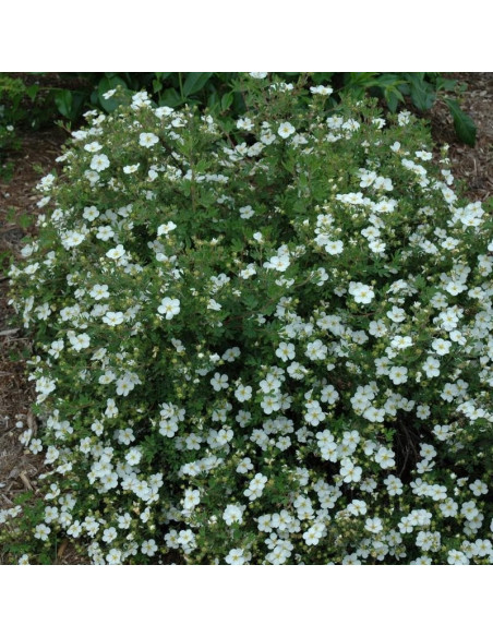 Abbotswood Pięciornik krzewiasty Potentilla fruticosa