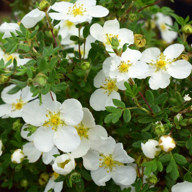 Abbotswood Potentilla fruticosa Pięciornik krzewiasty