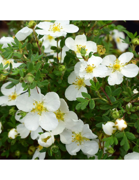 Abbotswood Potentilla fruticosa Pięciornik krzewiasty
