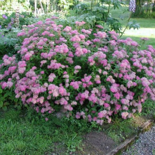 Tawuła japońska Spiraea japonica Manon
