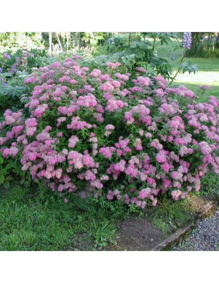 Tawuła japońska Spiraea japonica Manon