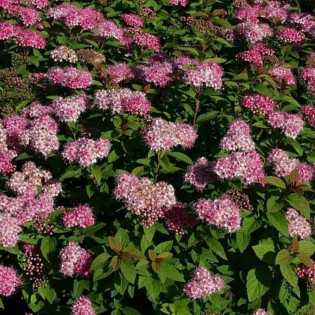 Tawuła japońska Spiraea japonica Manon 2