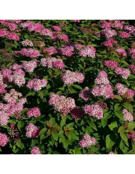 Tawuła japońska Manon Spiraea japonica