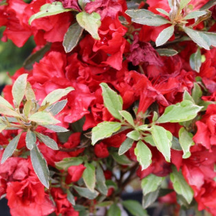 Azalia japońska Hot Shot Variegated Rhododendron obtusum