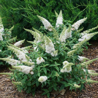 Budleja Davida White Profusion Buddleja davidii 2