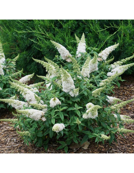 Buddleja davidii Budleja Davida White Profusion