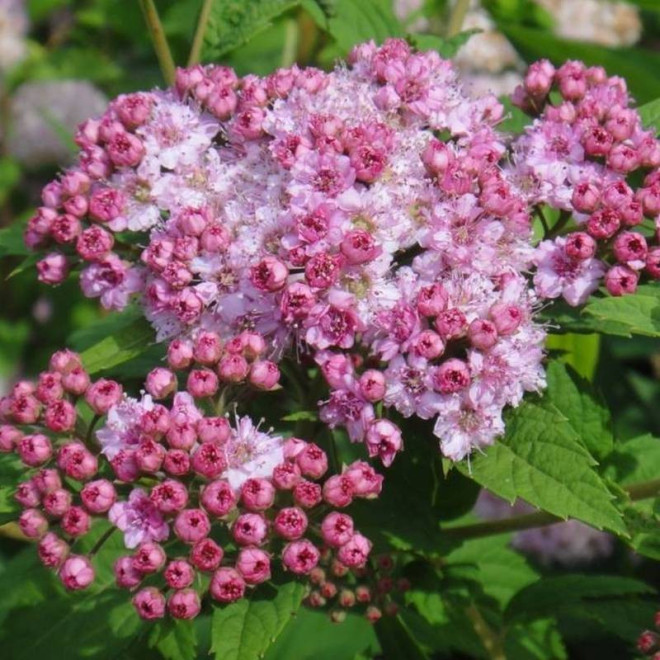 Manon Spiraea japonica Tawuła japońska