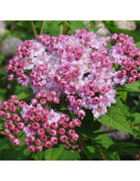 Manon Spiraea japonica Tawuła japońska