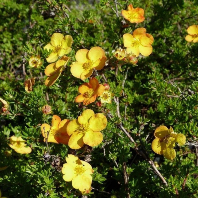 Potentilla fruticosa Pięciornik krzewiasty Anette