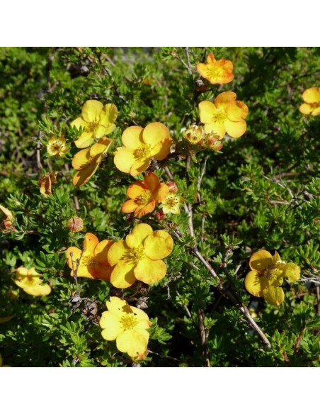 Potentilla fruticosa Pięciornik krzewiasty Anette