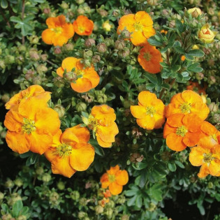 Anette Pięciornik krzewiasty Potentilla fruticosa