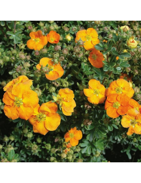 Anette Pięciornik krzewiasty Potentilla fruticosa