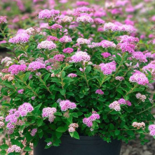 Spiraea japonica Tawuła japońska Little Princess